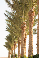 Image showing Palm trees