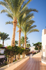 Image showing Palm trees