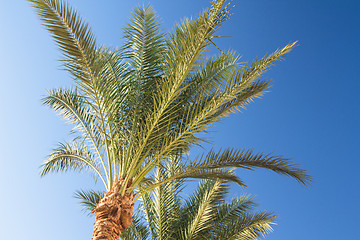 Image showing Palm trees