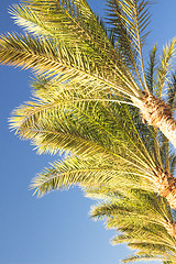 Image showing Palm trees