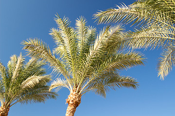 Image showing Palm trees