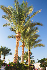 Image showing Palm trees