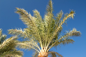 Image showing Palm trees