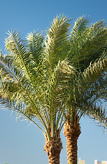 Image showing Palm trees