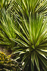 Image showing Palm trees