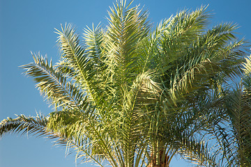 Image showing Palm trees