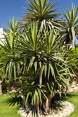 Image showing Palm trees