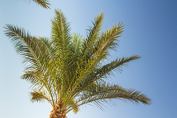 Image showing Palm trees