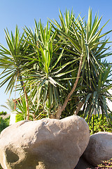 Image showing Palm trees