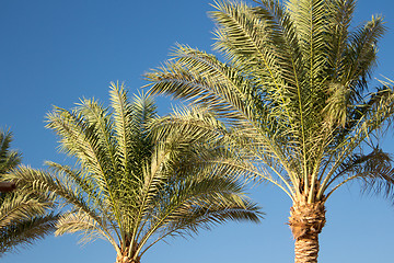 Image showing Palm trees