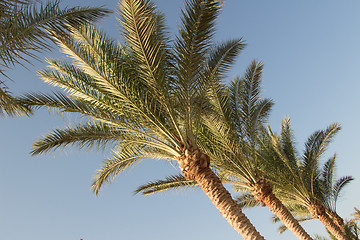 Image showing Palm trees