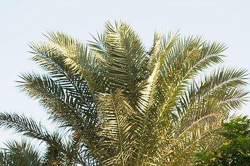 Image showing Palm trees