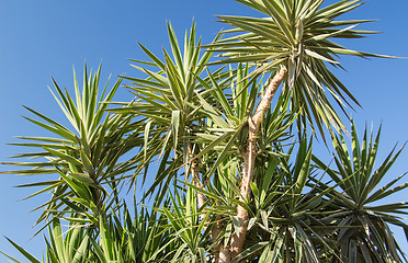 Image showing Palm trees