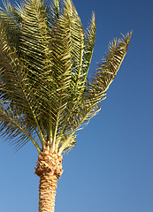 Image showing Palm trees