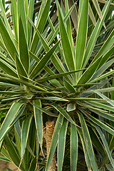 Image showing Palm trees