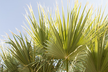 Image showing Palm trees