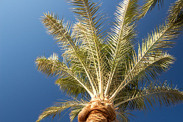 Image showing Palm trees