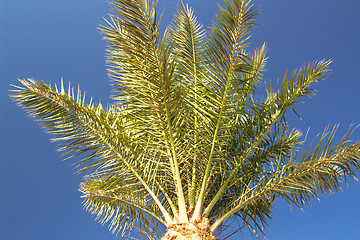 Image showing Palm trees