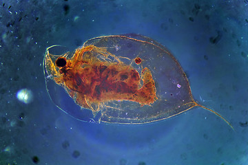 Image showing Daphnia Cladocera Magnification