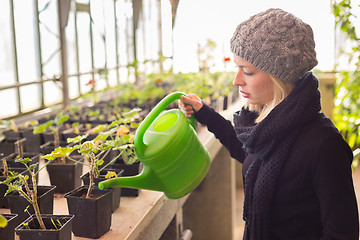 Image showing Florists woman working in greenhouse. 