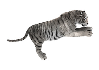 Image showing White Tiger