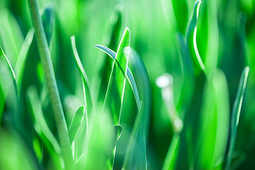 Image showing Green grass. Soft focus