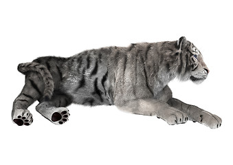 Image showing White Tiger