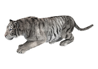 Image showing White Tiger