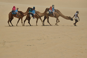 Image showing Dromedaries in Natal dune,Brazil