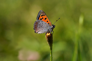 Image showing butterfly on bud