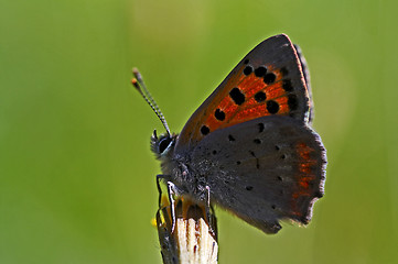 Image showing golden butterfly