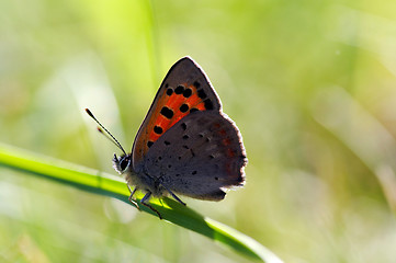 Image showing butterfly on straw