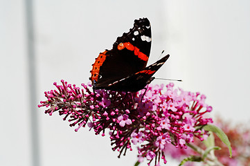 Image showing butterfly on pink flower