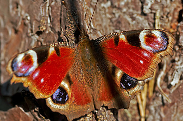 Image showing peacock butterfly