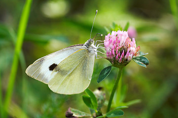 Image showing white butterfly on pink clover