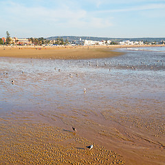 Image showing abstract in morocco  sea africa ocean wave and  bird