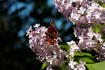 Image showing butterfly on lilac flower