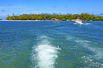 Image showing beach ile du cerfs seaweed in indian ocean  palm