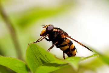 Image showing hover fly