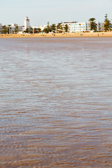 Image showing   in morocco  sea   ocean wave and  bird