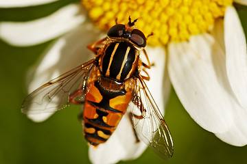 Image showing hover fly