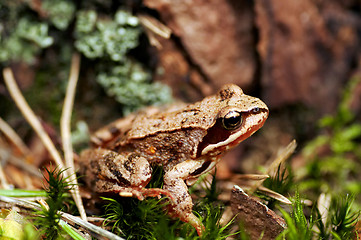 Image showing common frog