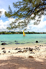 Image showing lagoon  beach seaweed in sail