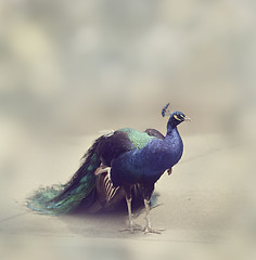 Image showing Beautiful Peacock