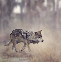 Image showing Grey Wolf (Canis lupus)