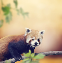 Image showing Red Panda