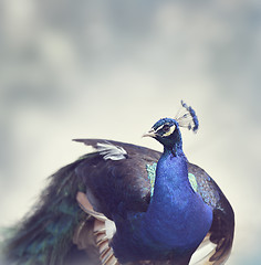 Image showing Beautiful Peacock