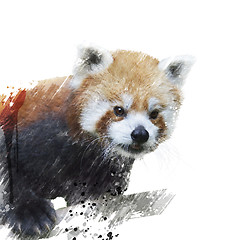 Image showing Red Panda Watercolor