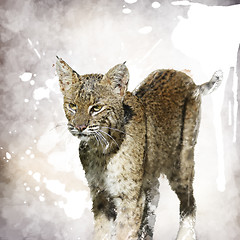 Image showing Bobcat Watercolor