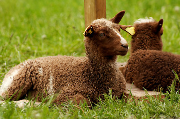 Image showing resting lamb